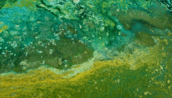 algae colony