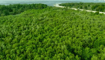 green mangrove forest