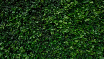 Green leaves in hedge