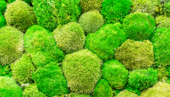 fresh green moss