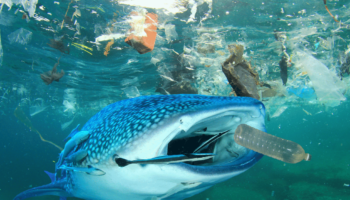 whale shark filter feeds in polluted ocean