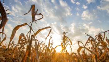 dead crops from drought