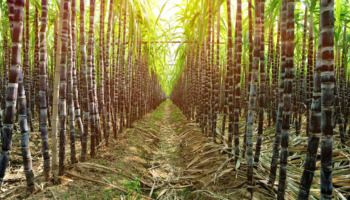 How California sugarcane could become the next energy crop with Dave Rubenstein