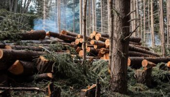 A pile of cut down trees in the forest