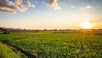 farm field with sunset