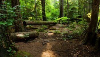 the mossy logs in a forest