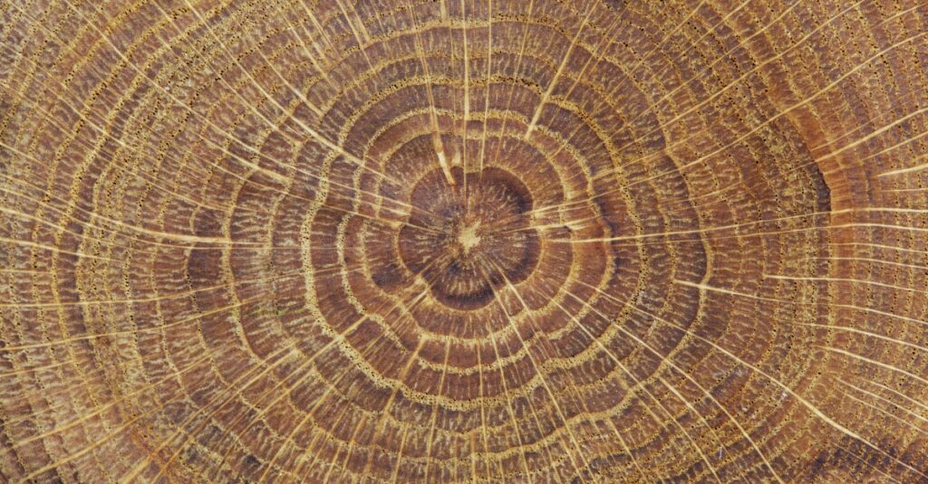 rings of a tree log