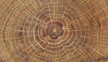 rings of a tree log