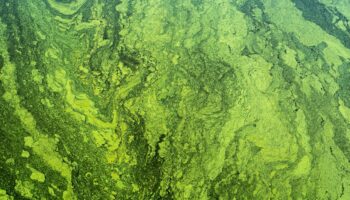 blue green algae film on a pond