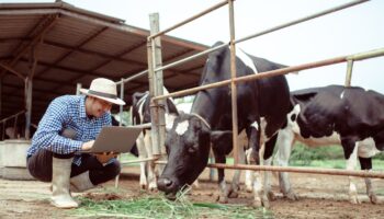 Farmer looking at animal stats on laptop