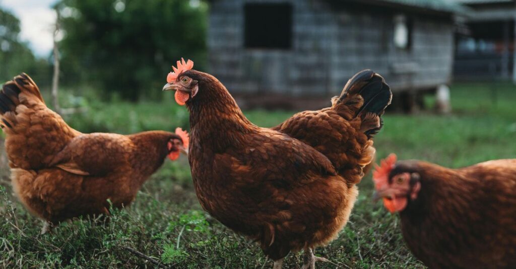 Chickens walking on a farm