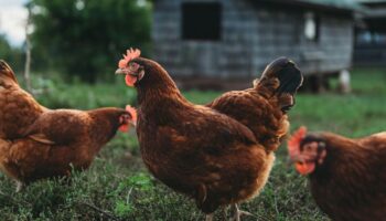 Chickens walking on a farm