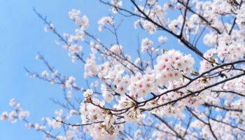 Treen branch with pink blossoms